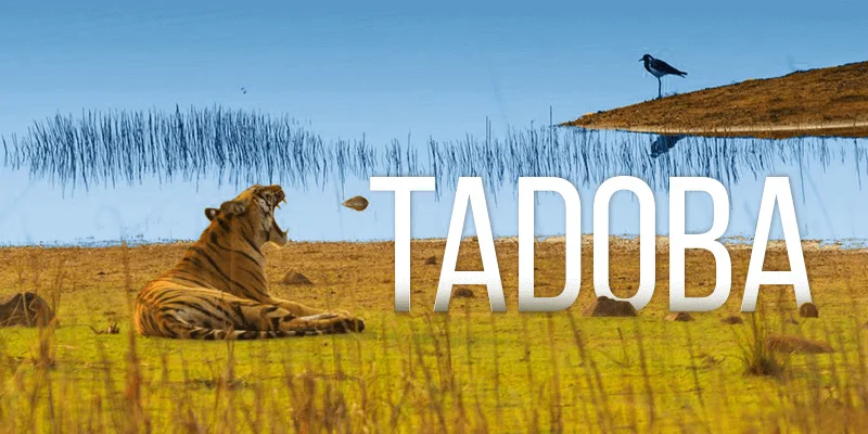 My Visit to Tadoba National Park, India